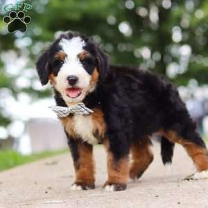 Bad bad Leroy Brown, Mini Bernedoodle Puppy